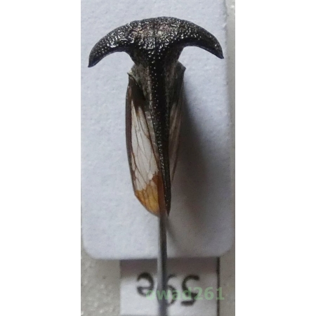 Membracidae sp. Rafinesque, 1815 Philippines59e